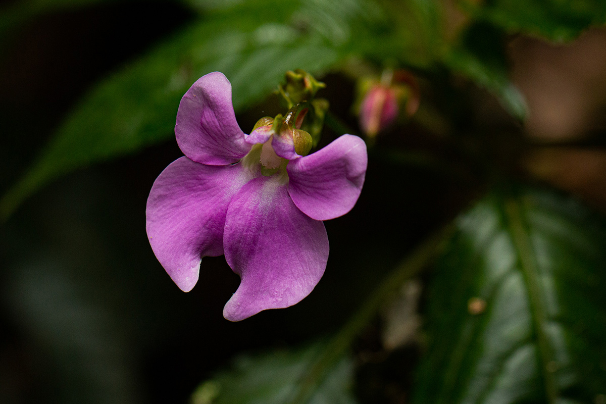 Impatiens erecticornis