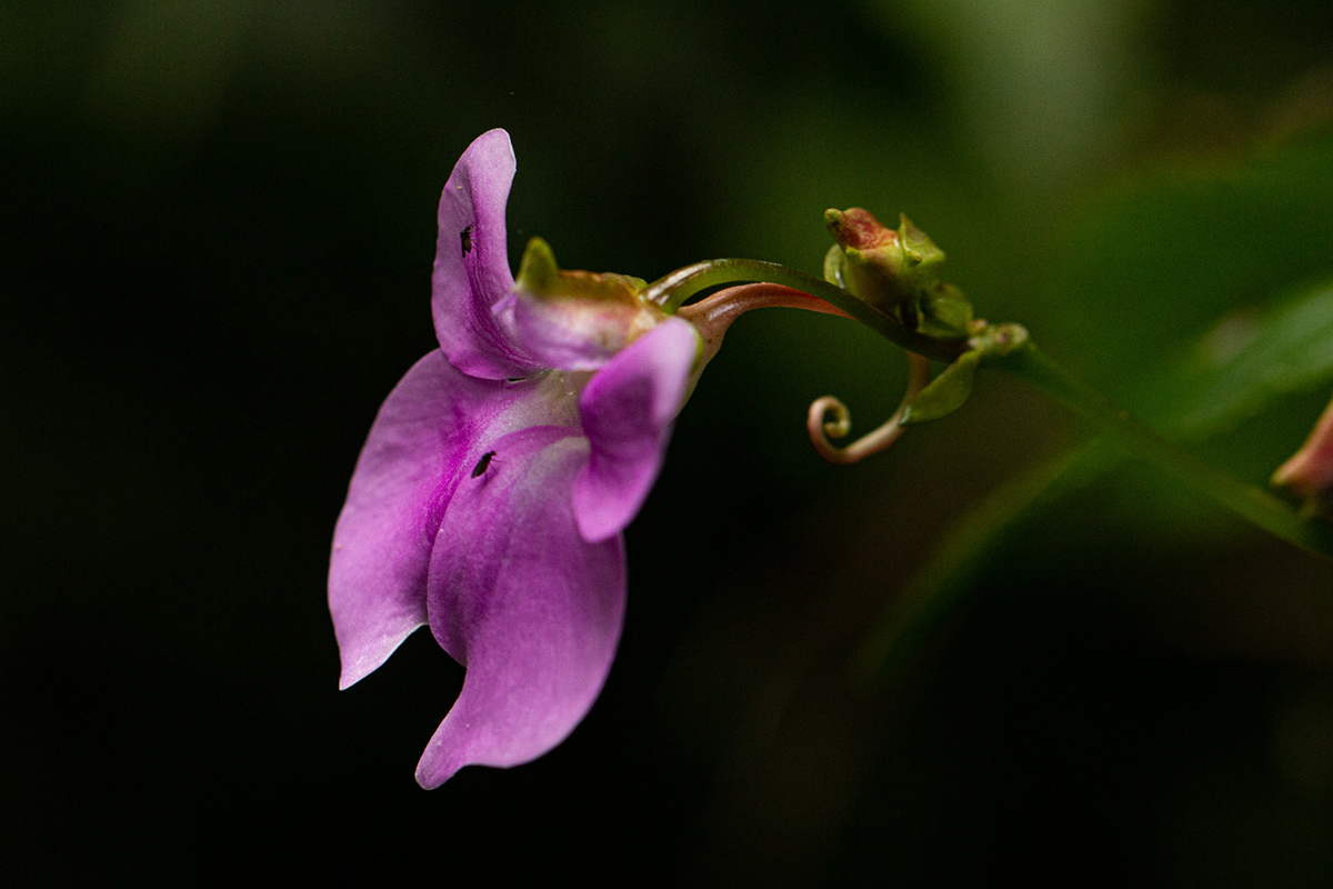 Impatiens erecticornis