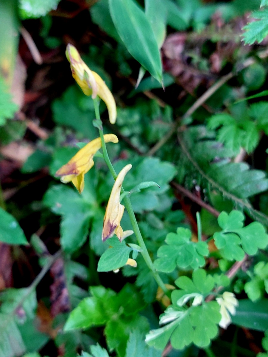 Corydalis mildbraedii