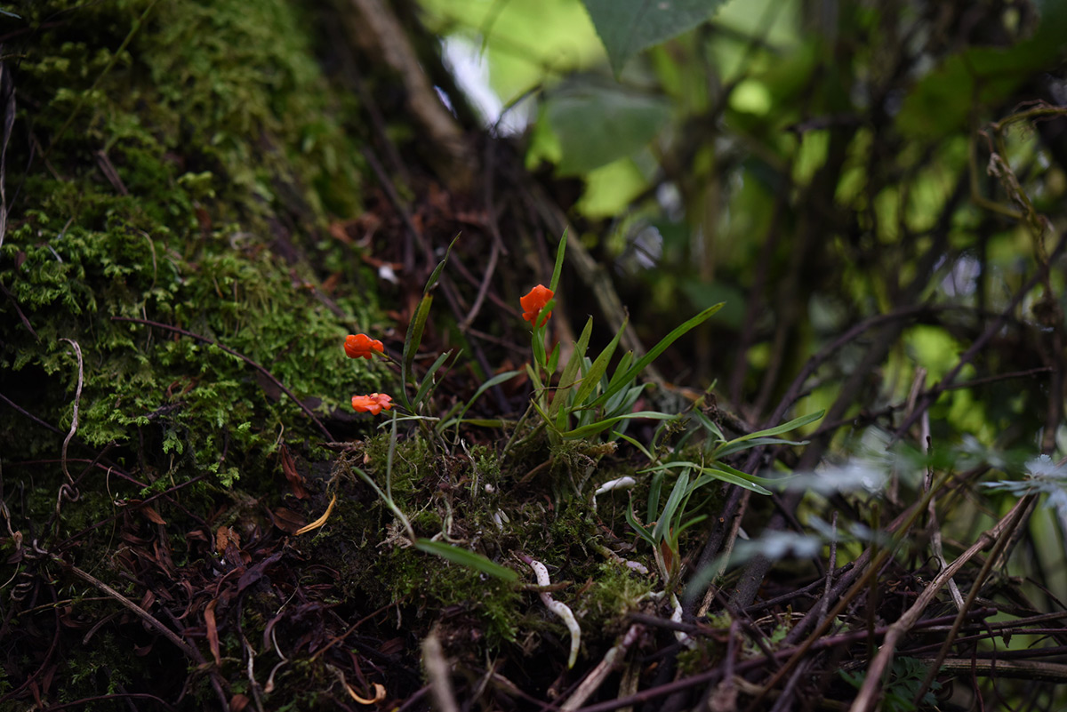 Polystachya kermesina