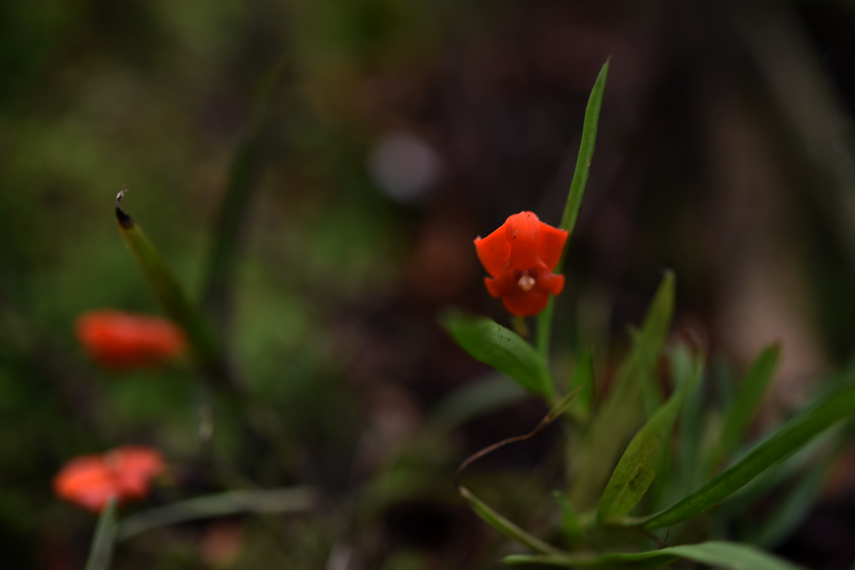 Polystachya kermesina