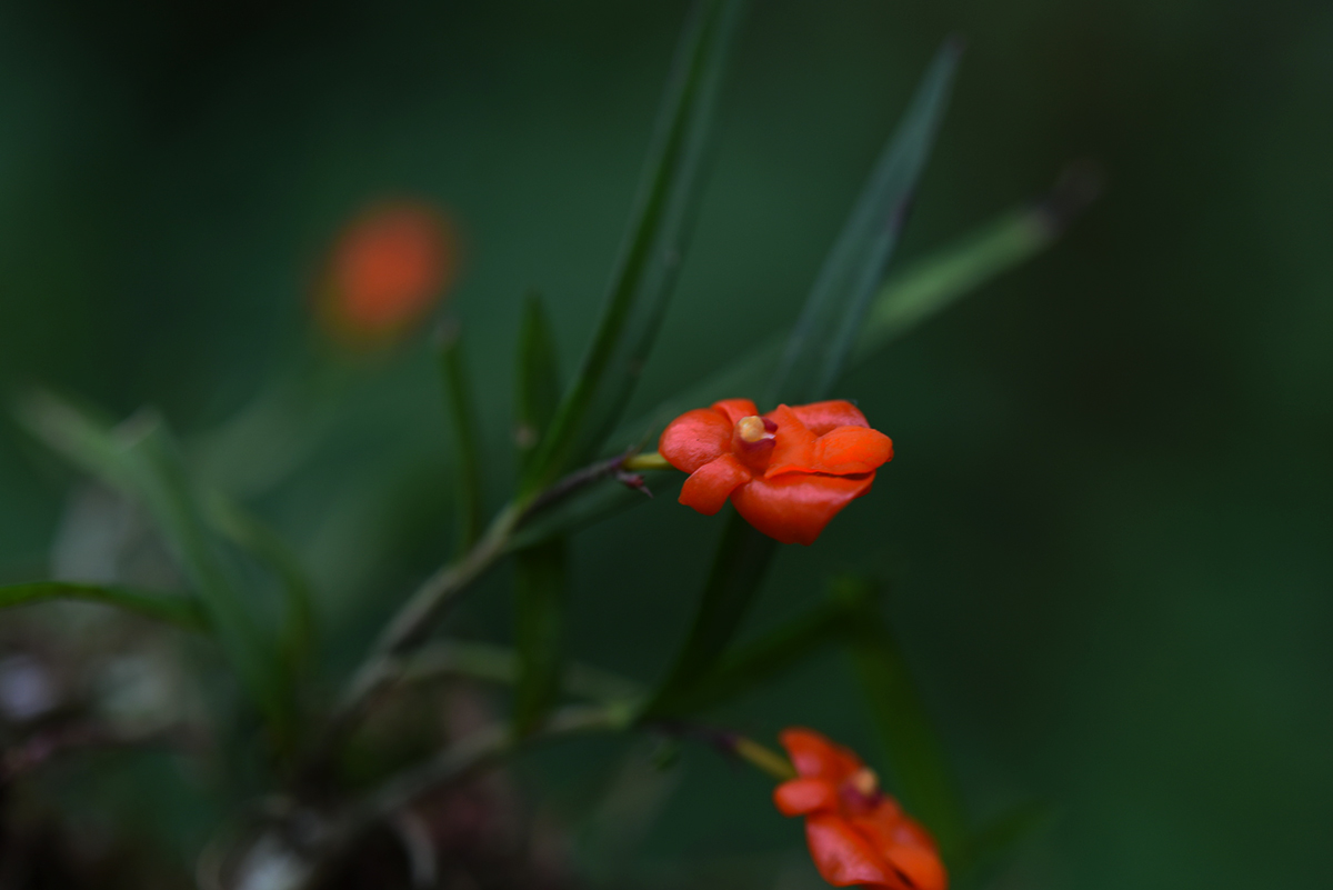 Polystachya kermesina