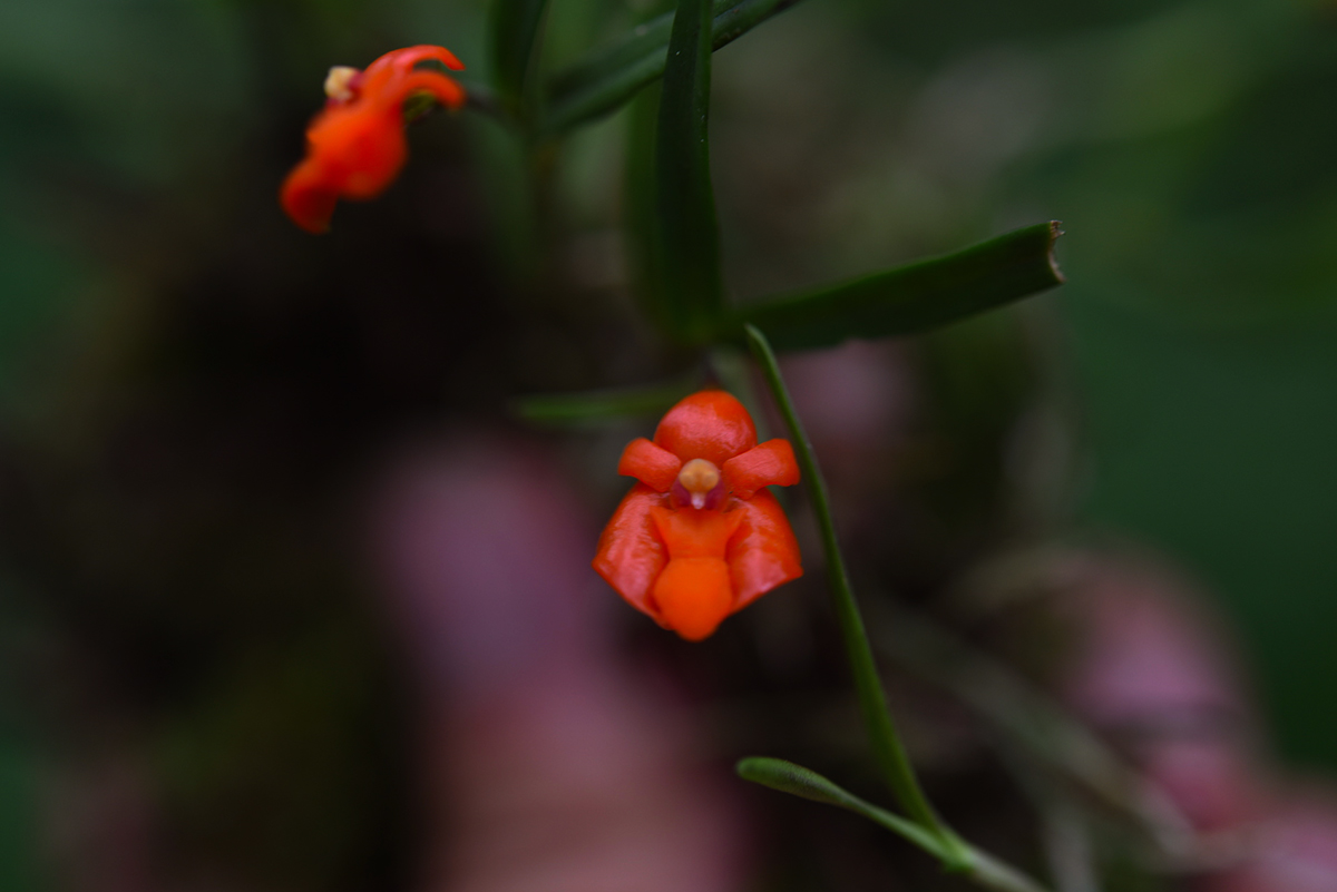 Polystachya kermesina