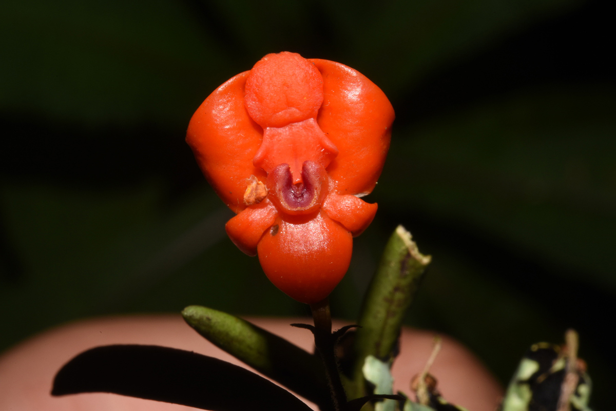 Polystachya kermesina