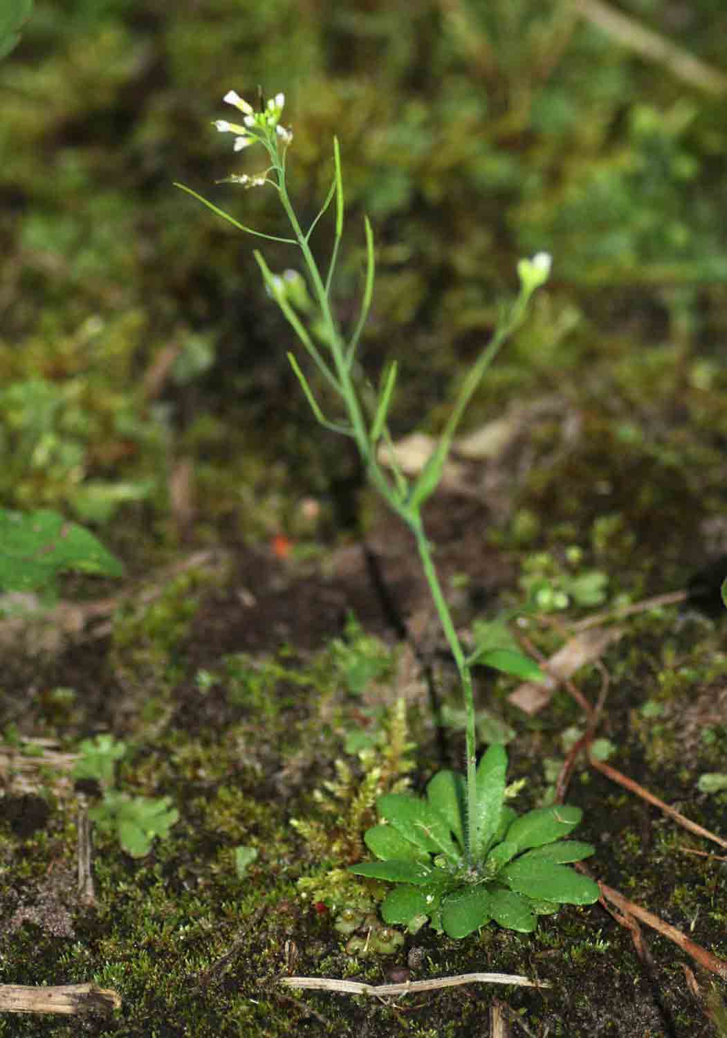 Arabidopsis thaliana