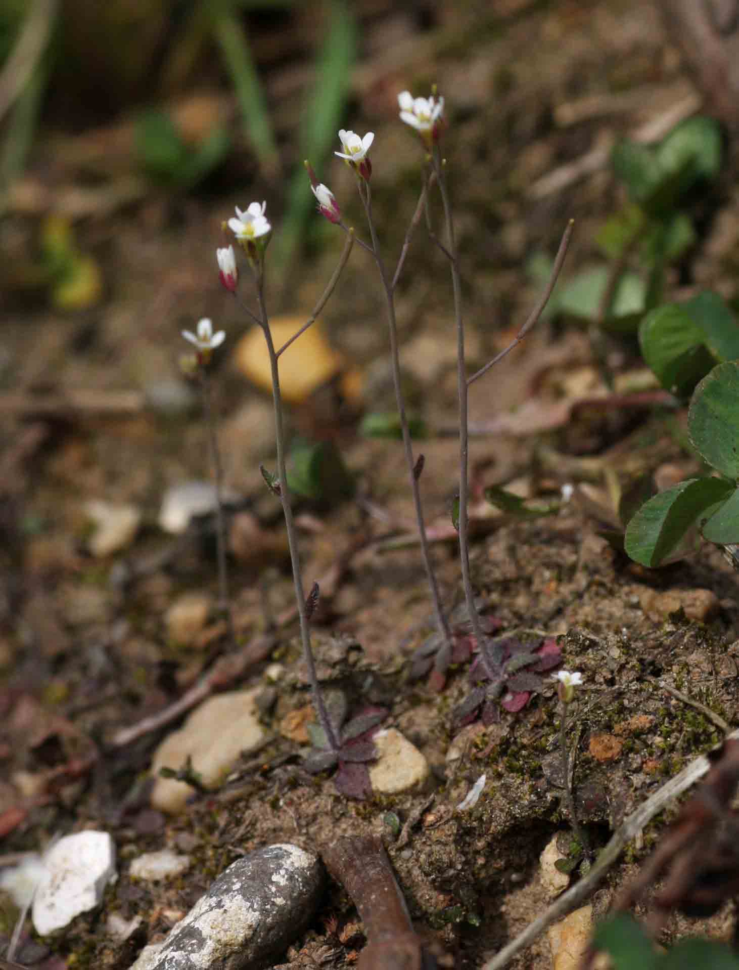 Arabidopsis thaliana