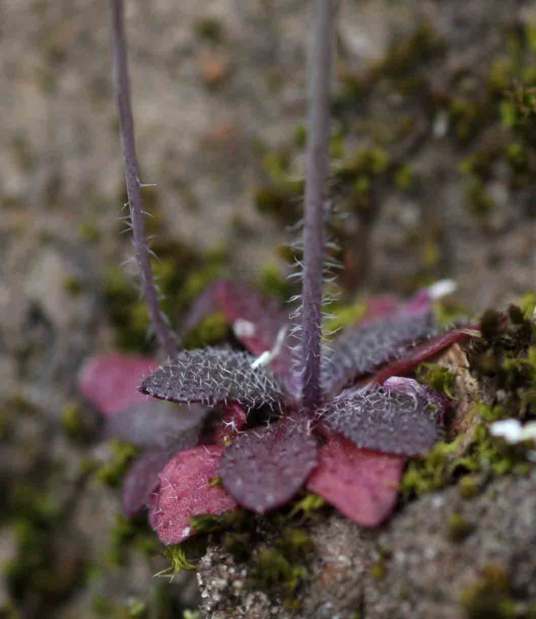 Arabidopsis thaliana