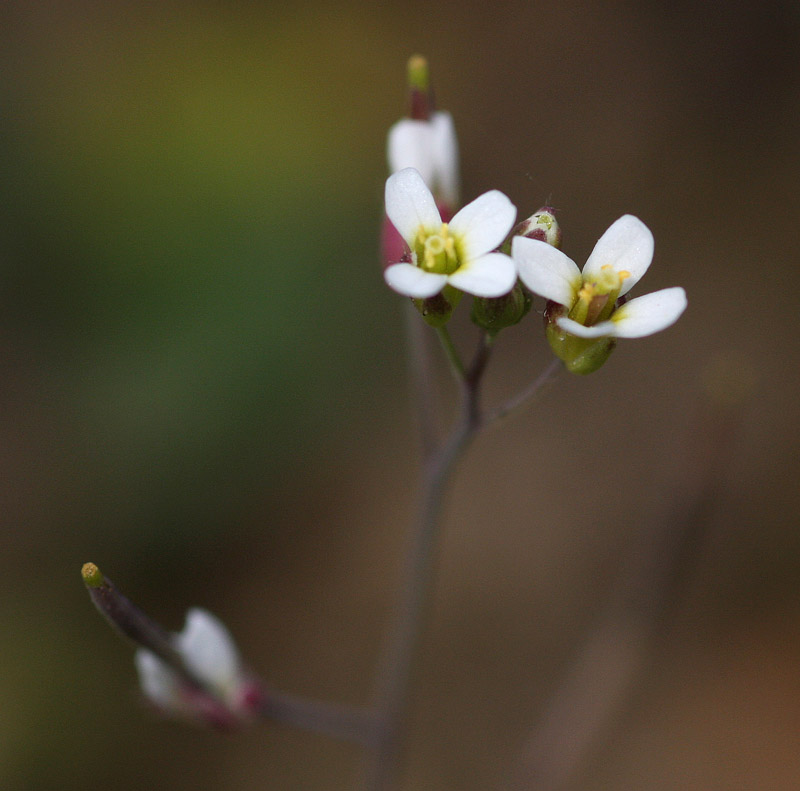 Arabidopsis thaliana