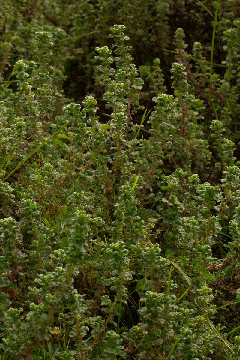 Alchemilla johnstonii