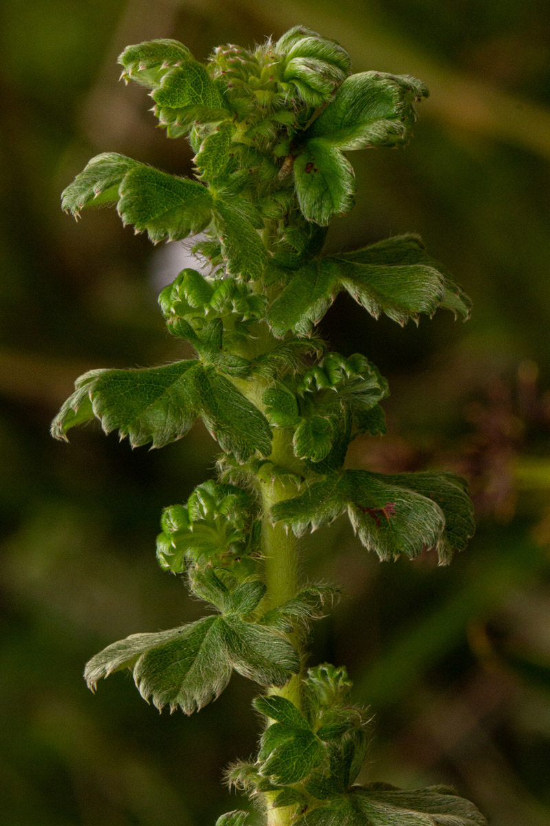 Alchemilla johnstonii