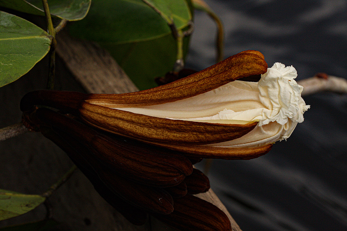 Baikiaea insignis Baikiaea insignis