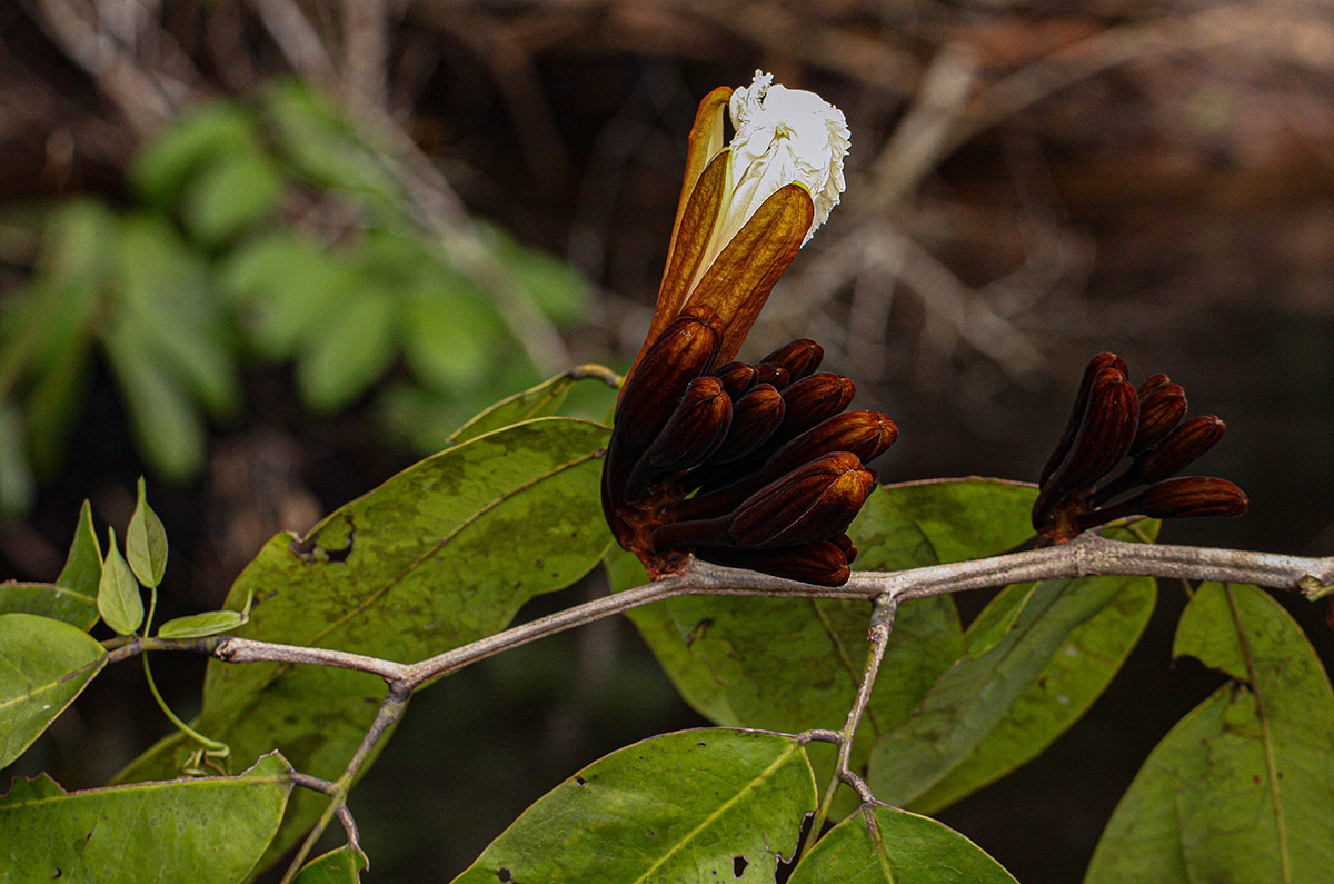 Baikiaea insignis Baikiaea insignis