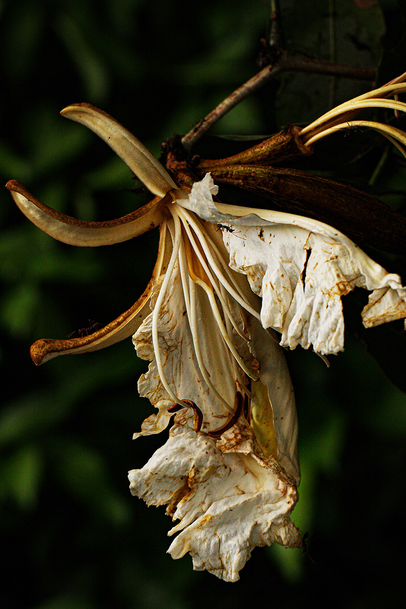 Baikiaea insignis Baikiaea insignis