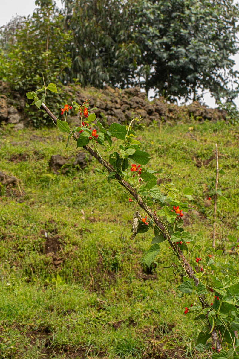 Phaseolus coccineus Phaseolus coccineus