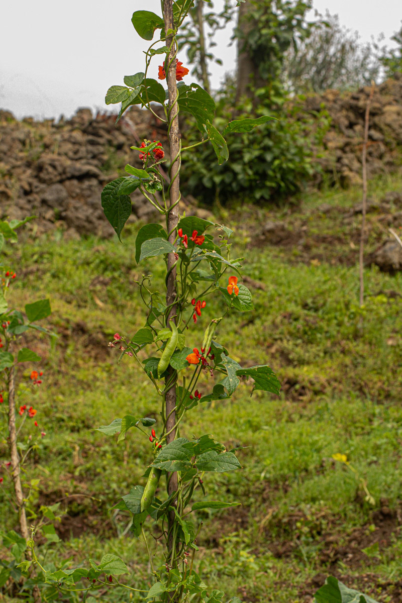 Phaseolus coccineus Phaseolus coccineus