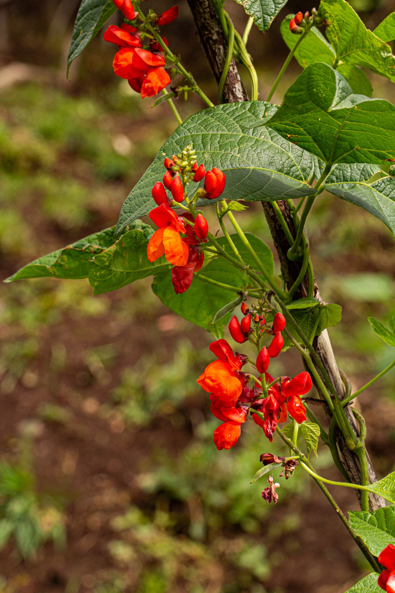 Phaseolus coccineus Phaseolus coccineus