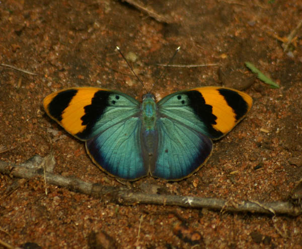 Euphaedra neophron