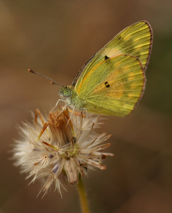 Colotis amata