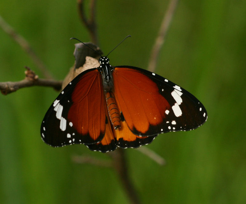 Danaus chrysippus