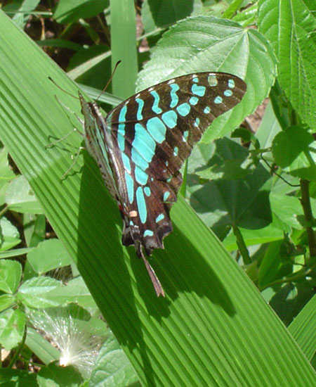 Graphium antheus