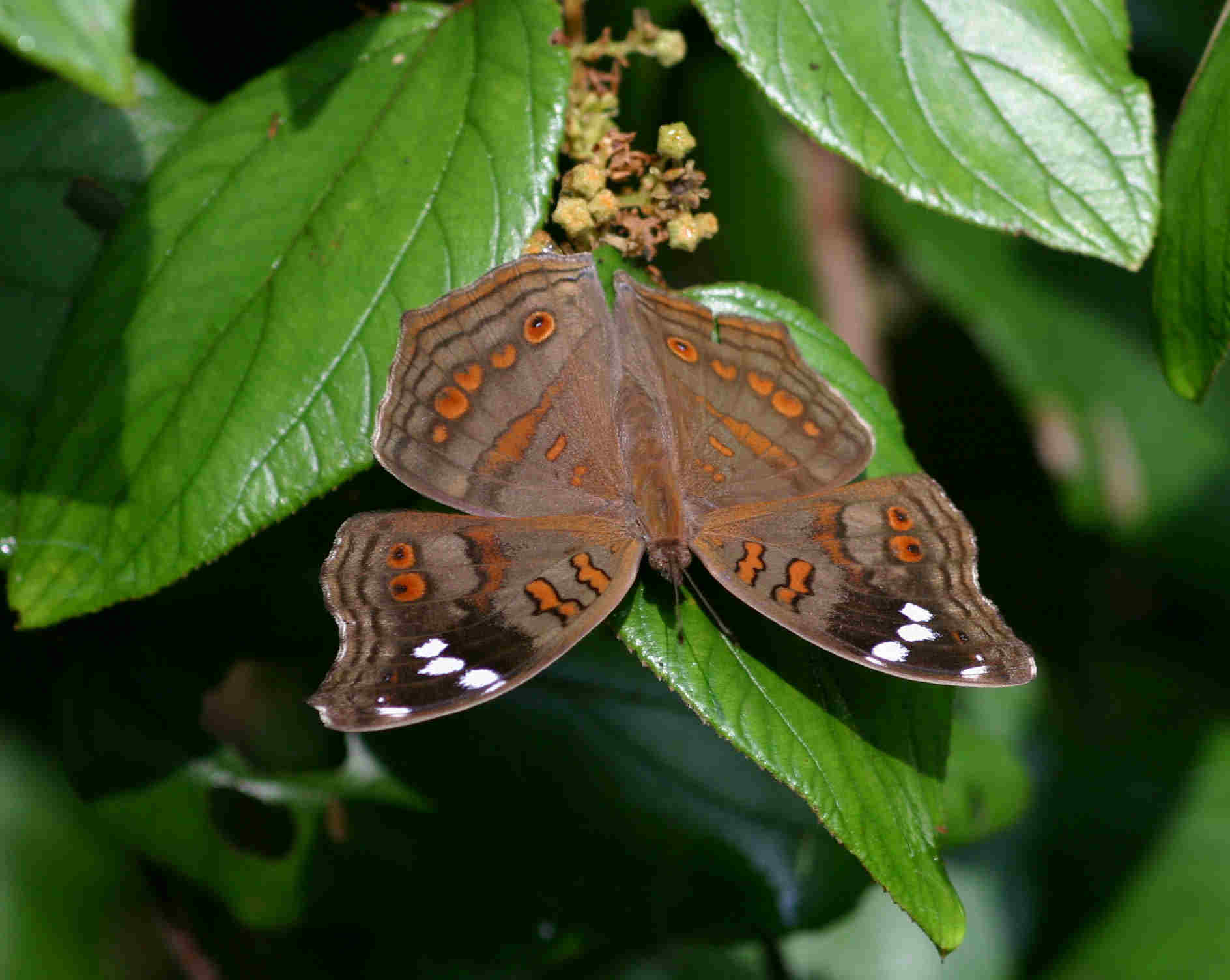 Junonia natalitica