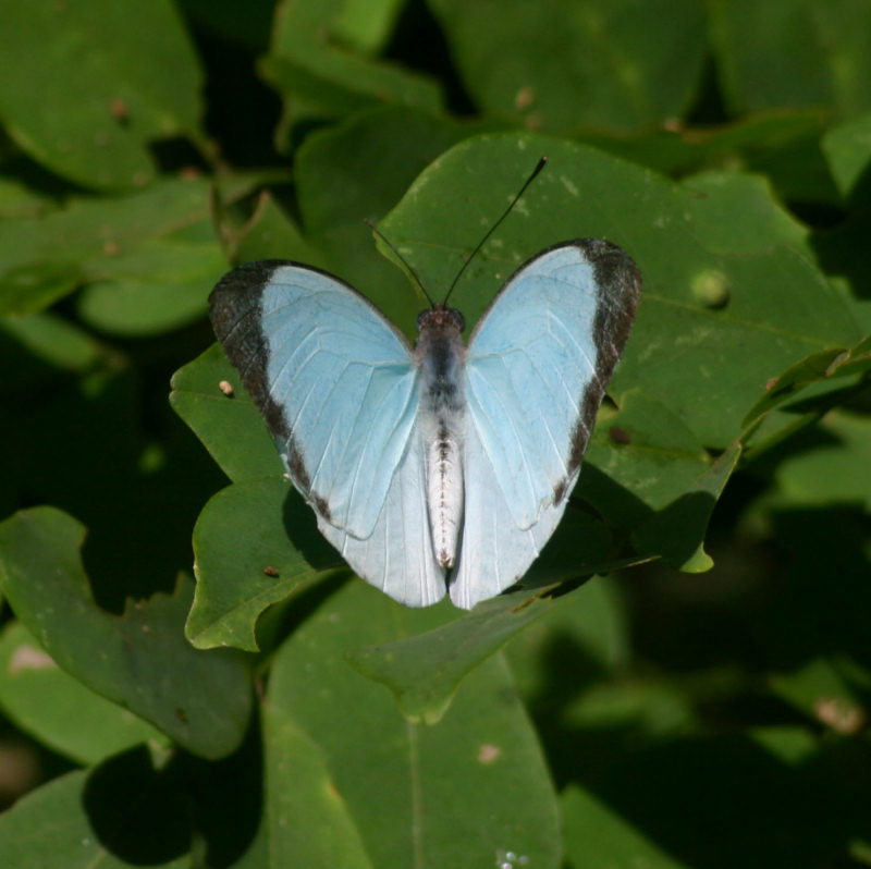 Nepheronia thalassina