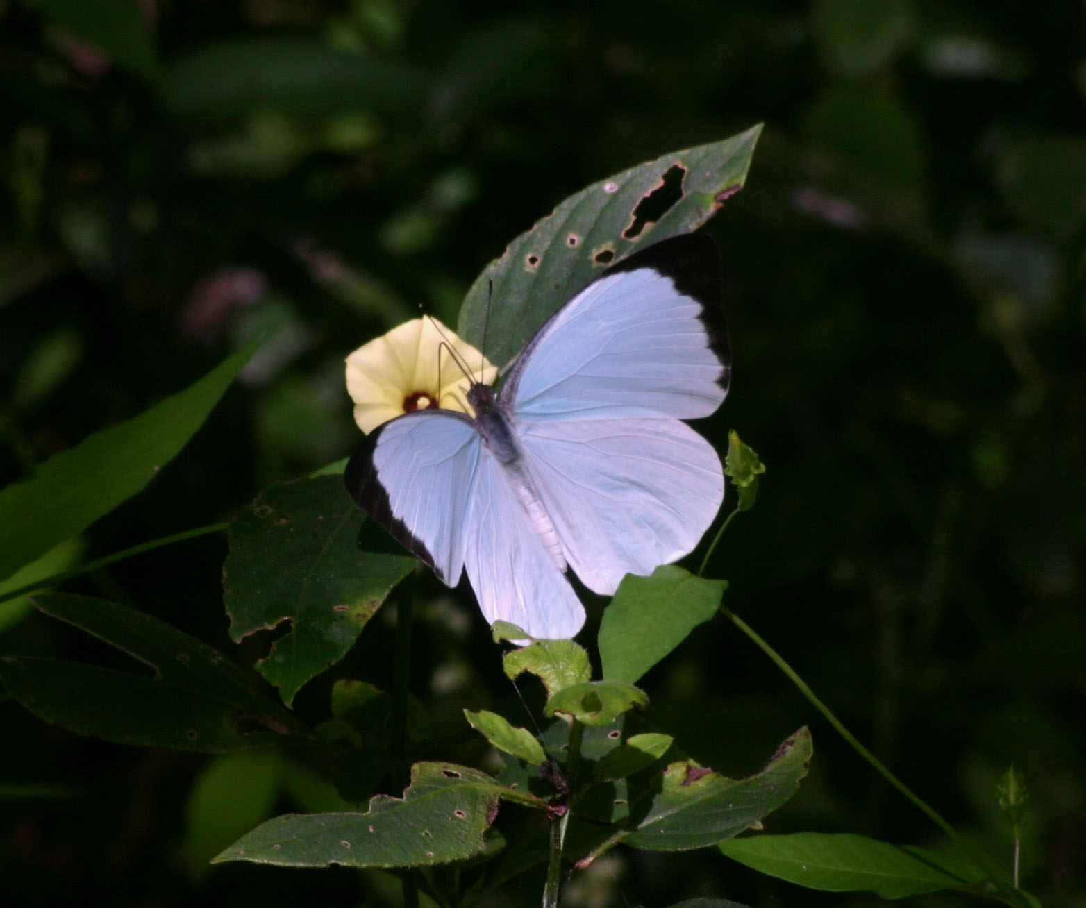 Nepheronia thalassina