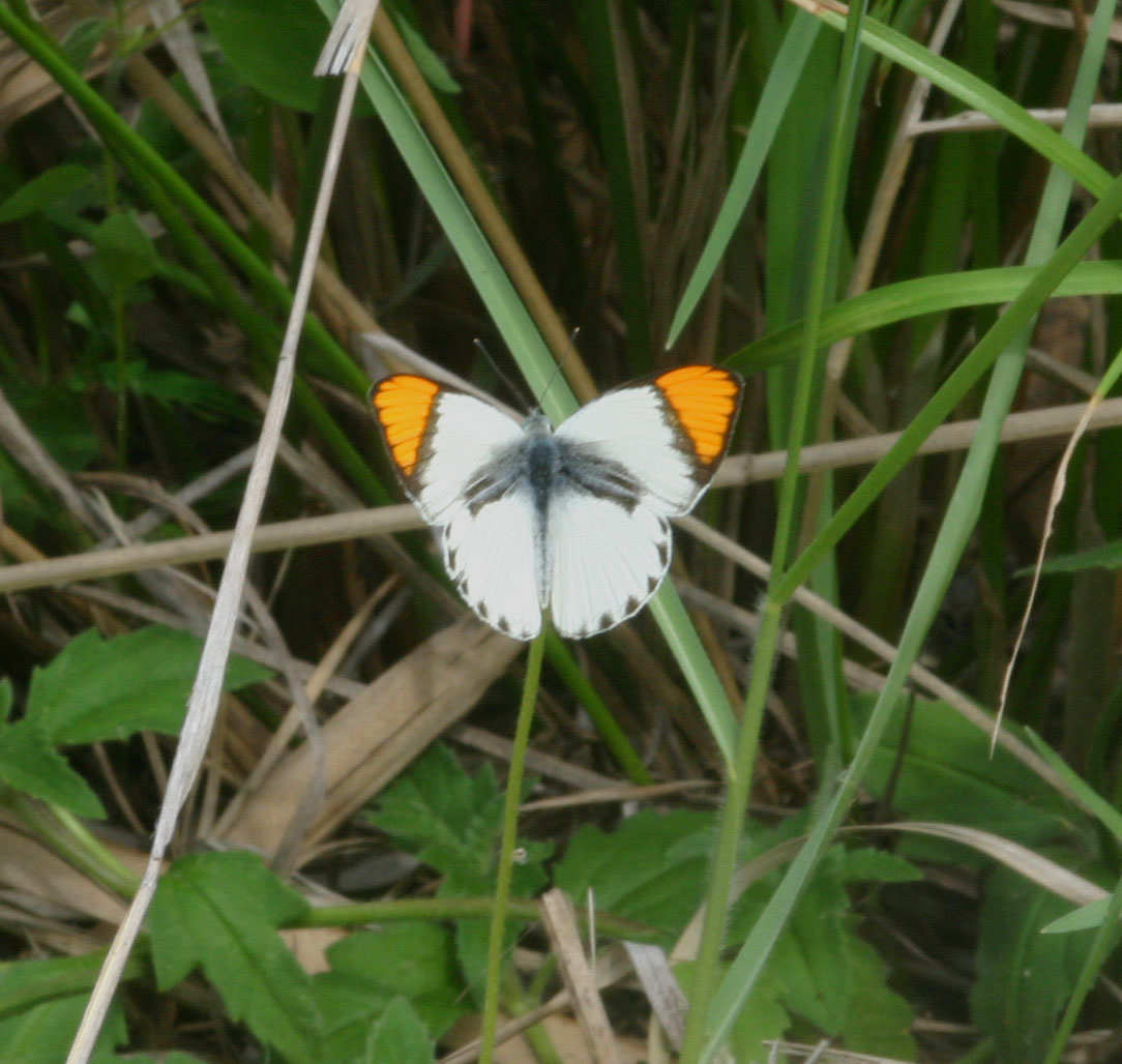 Colotis evenina