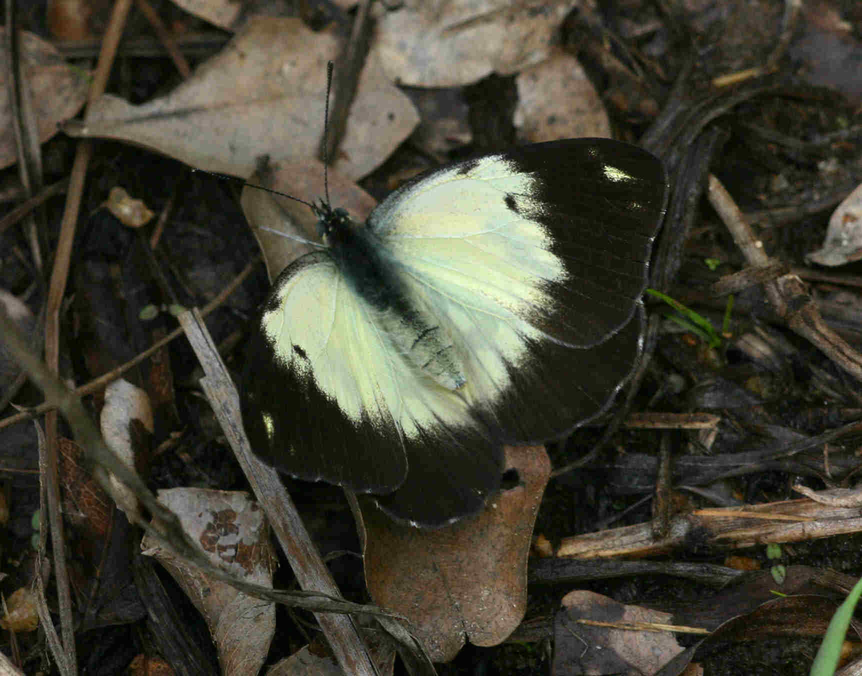 Belenois creona
