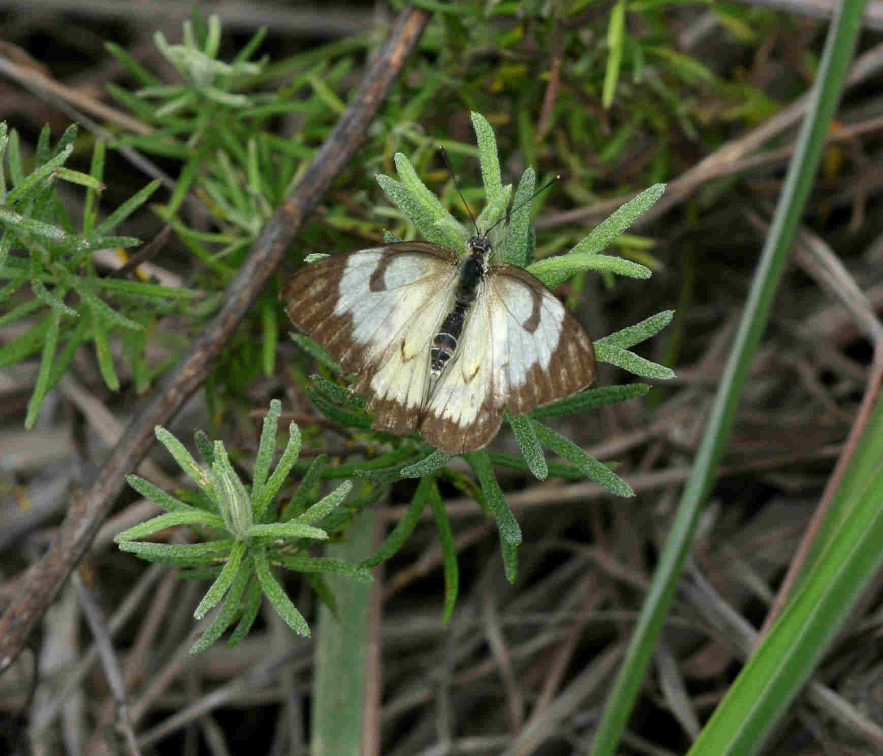 Belenois aurota