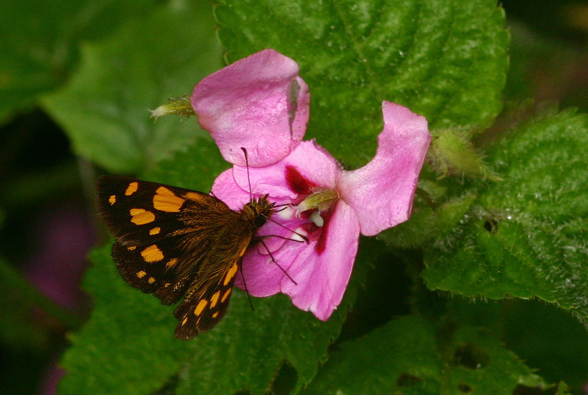 Metisella metis