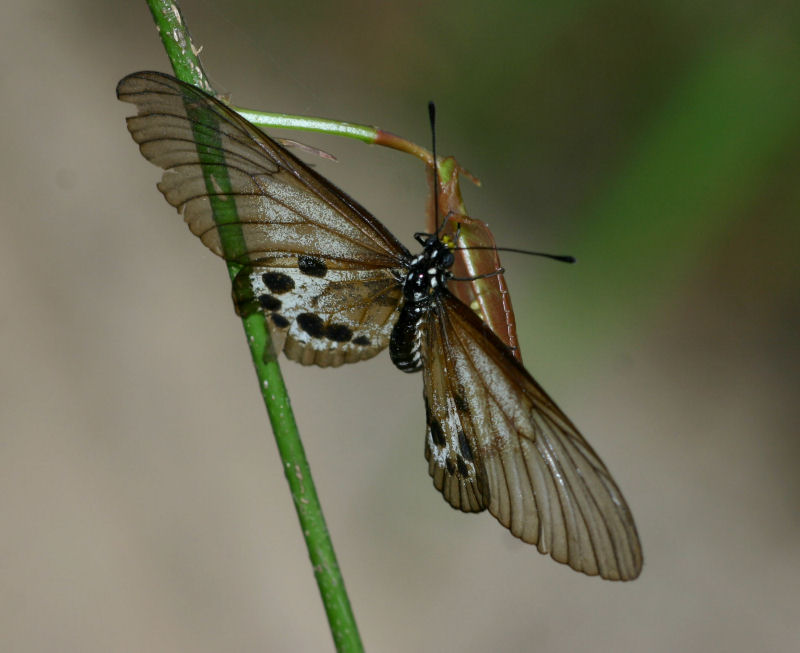 Acraea cuva
