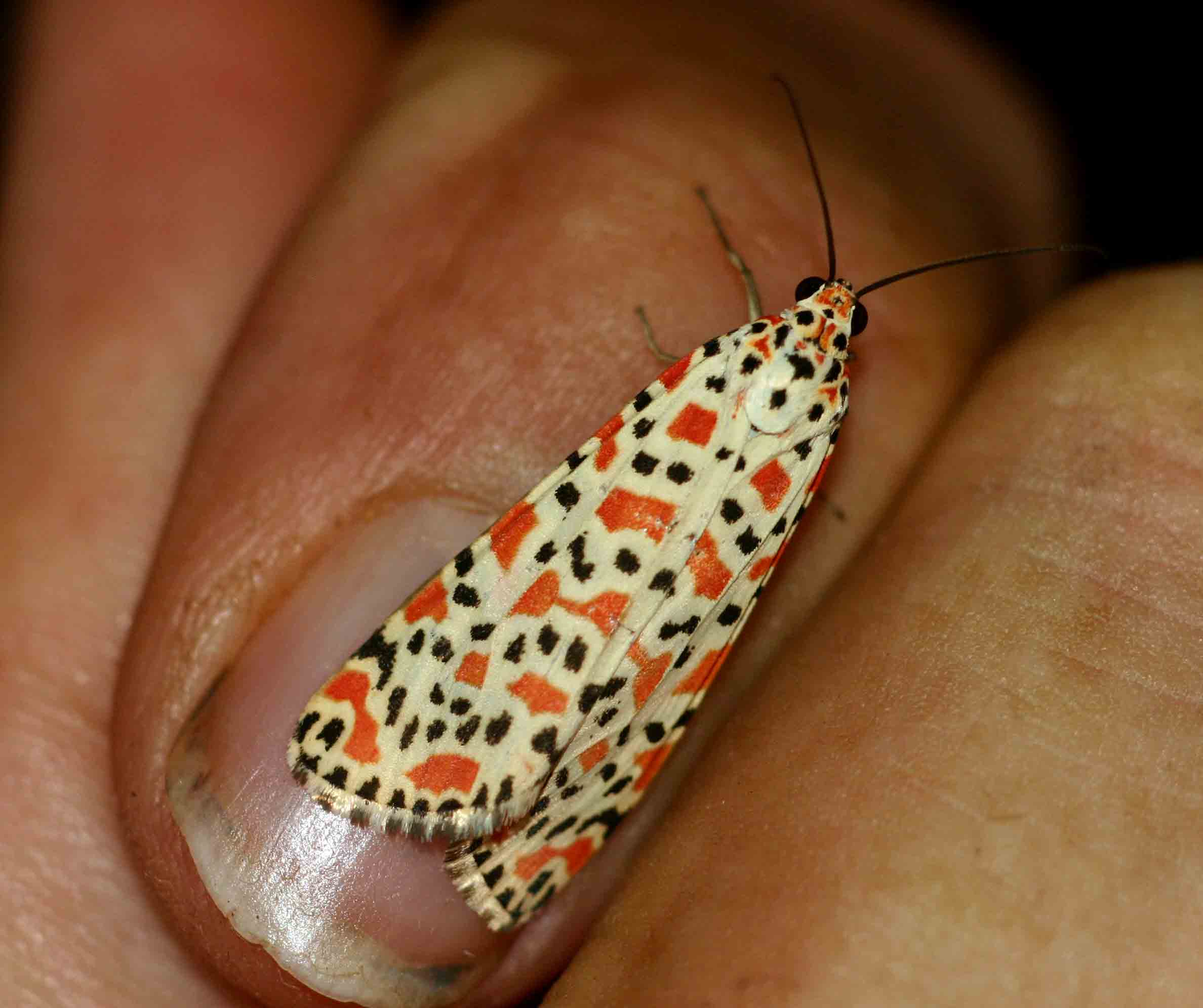 Utetheisa pulchella