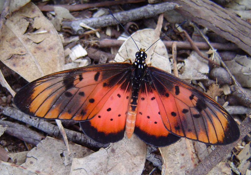 Acraea natalica