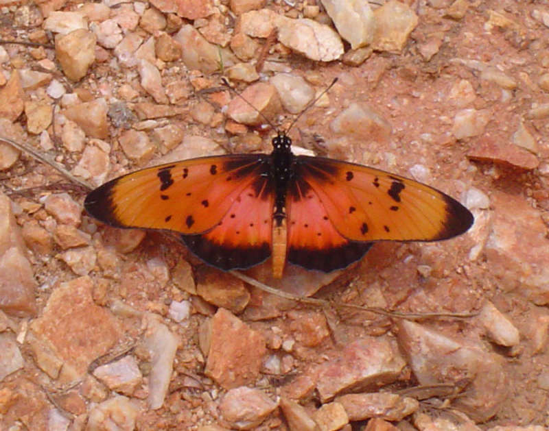 Acraea natalica