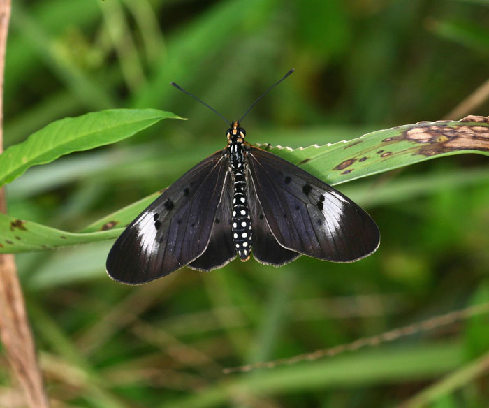 Acraea oncaea