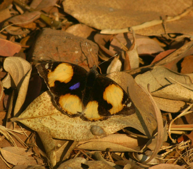 Junonia hierta