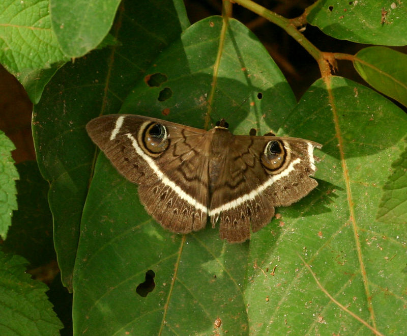 Cyligramma latona