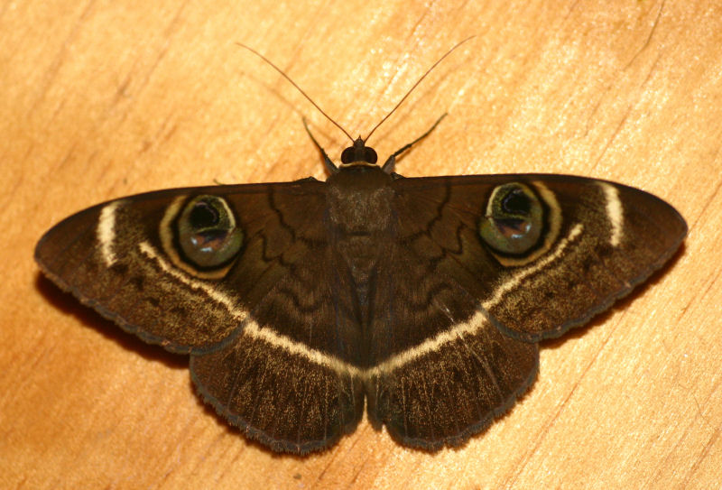 Cyligramma latona