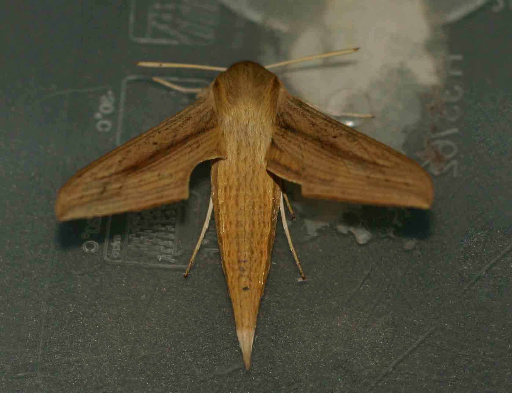 Hippotion balsaminae