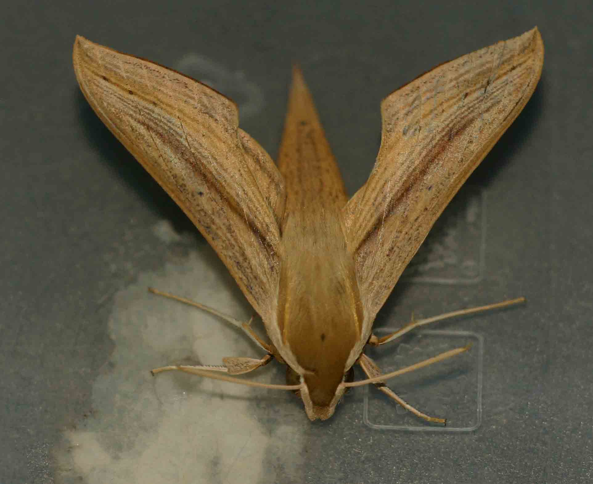 Hippotion balsaminae