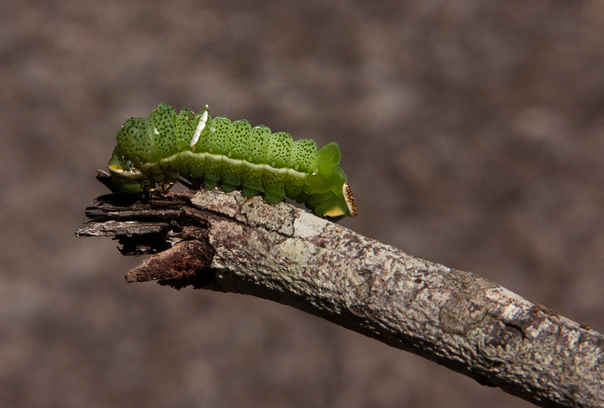 Pseudobunaea tyrrhena