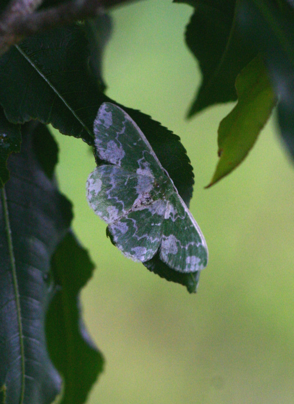 Rhodesia viridalbata