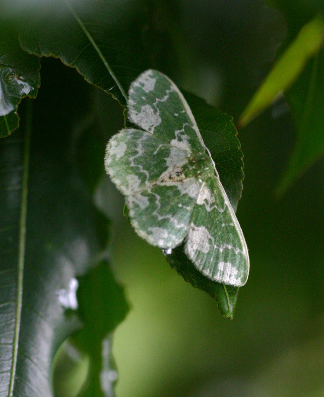 Rhodesia viridalbata