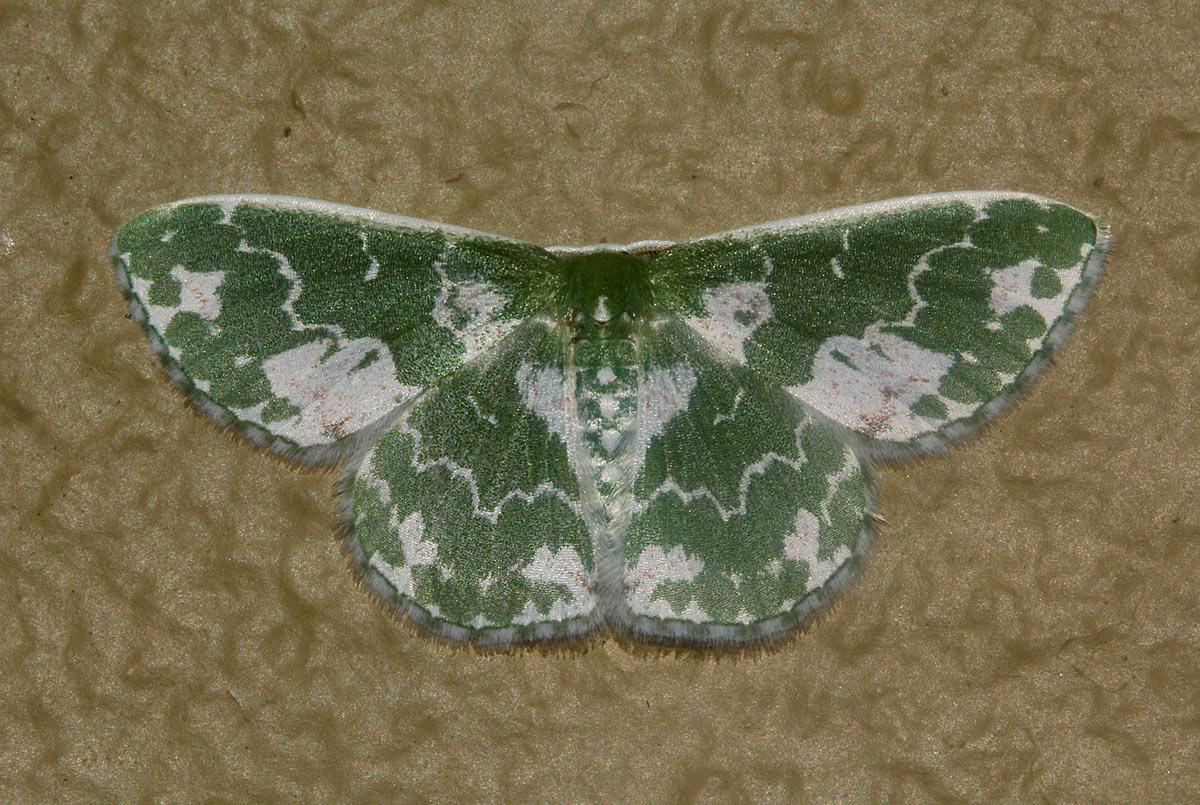 Rhodesia viridalbata