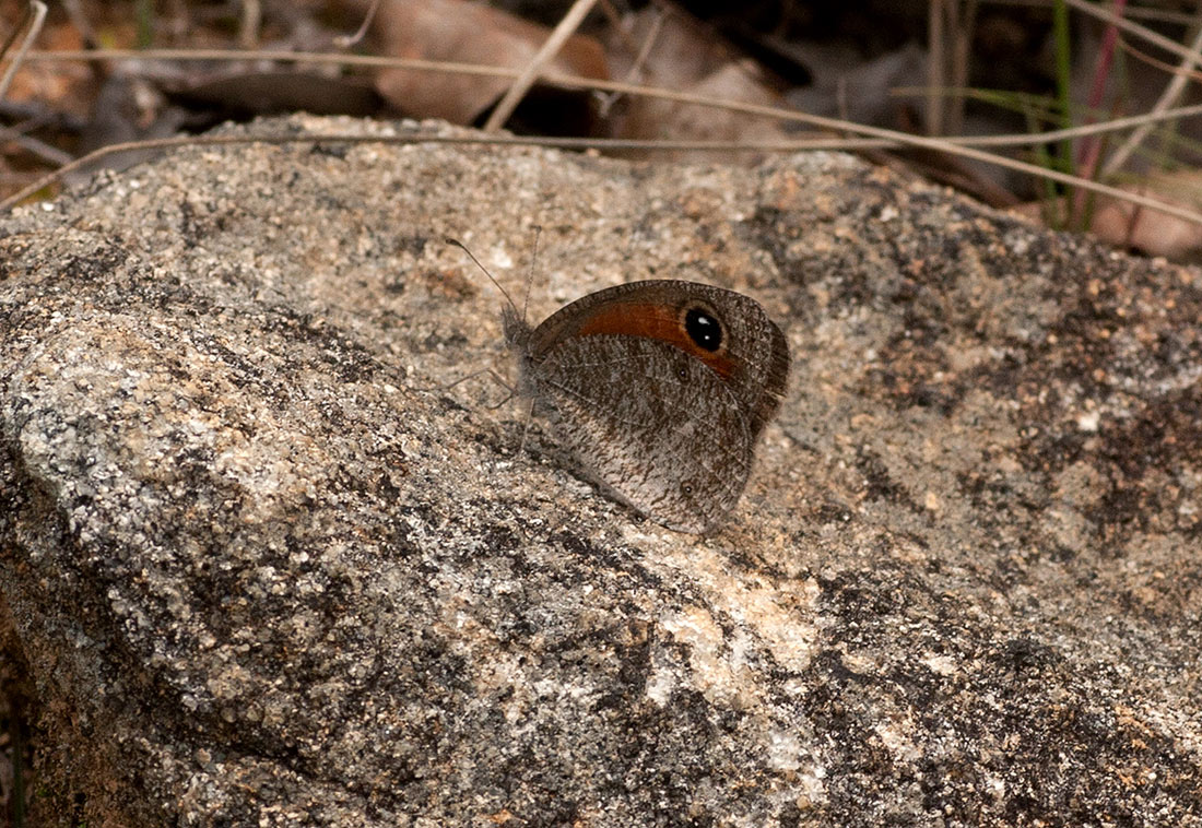 Stygionympha wichgrafi