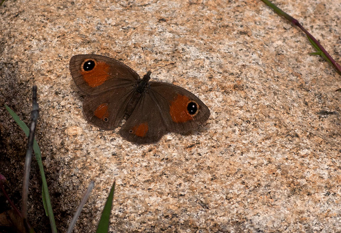 Stygionympha wichgrafi