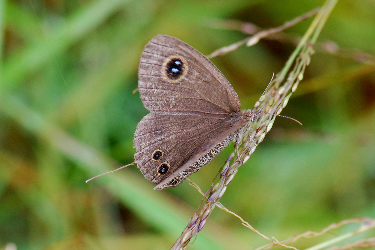 Ypthimomorpha itonia
