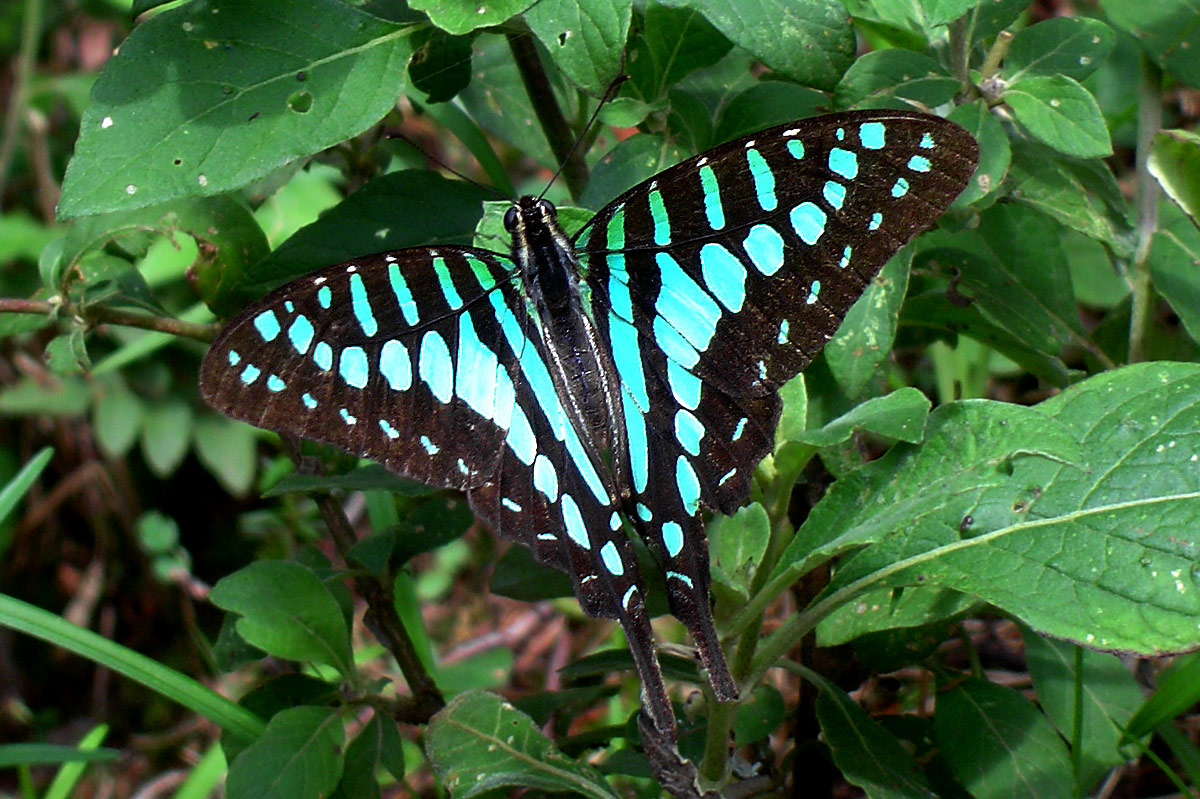 Graphium policenes