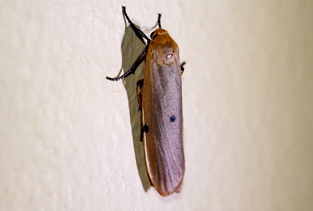 Lithosia similipuncta